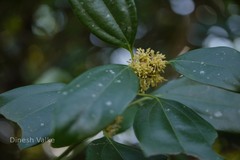 Neolitsea cassia